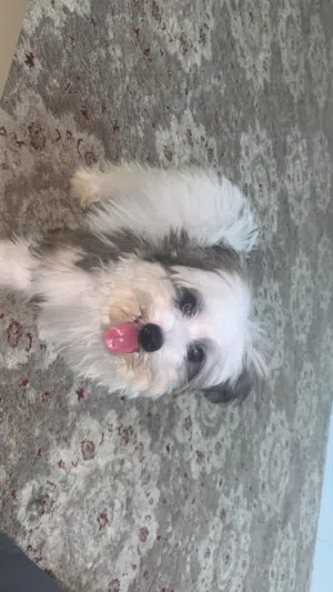 كلب مالتيز 3 شهور حجم صغير جدا
