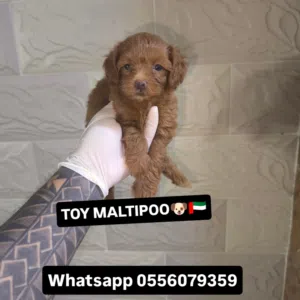 toy maltipoo girl