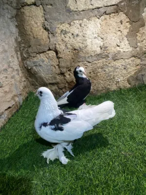 كوبيا هزاز مصوقر ربي يبارك