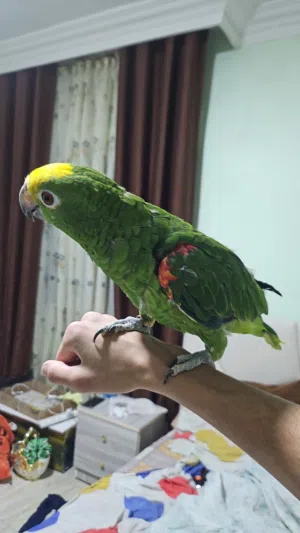 ببغاء أمازون يلو كراون Yellow Crown للبيع أو للبدل (اقرأ الوصف) اليف وما بعض شامل قفص كبير ومرتب ...