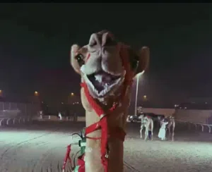 مطلوب بكار فنايش سلاله طيبه