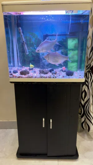 Big Fish Tank with Fishes and all Accessories