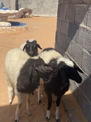 السلام عليكم 3فطايم وخروف ربي يبارك