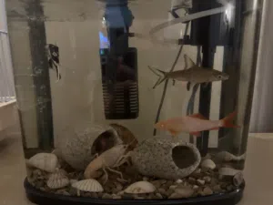 Fish aquarium with 6 fish