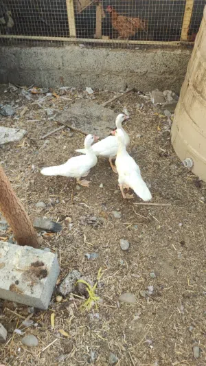 بط للبيع مستعجل