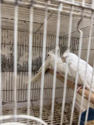 زوج كوكتيل البينو مع ابنهن