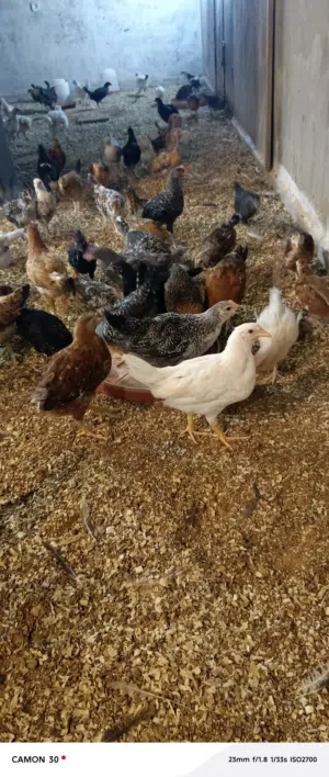 دجاج عربي للبيع