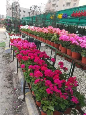 ‏أشجار - نباتات‏0