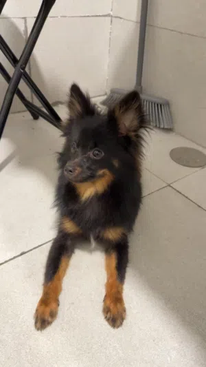 كلب لعوب و حنون و يحب الاطفال