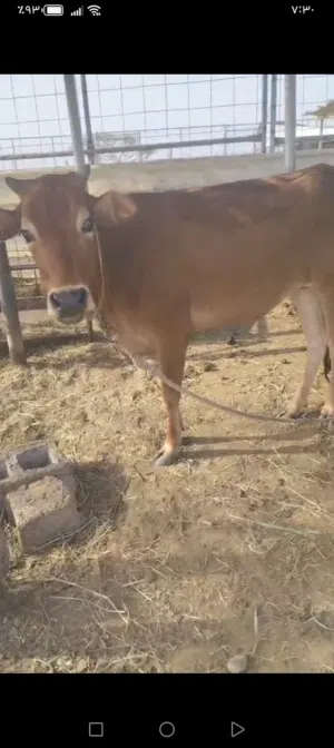 البيع عجلة توصل على رقم