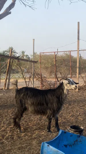 للبيع جدعه شوف لوصف