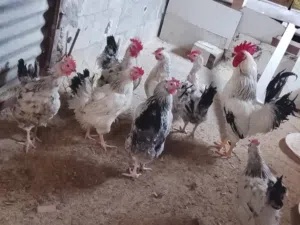دجاج ساكسي امريكي