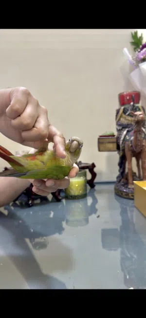 بيعة سريعة ماشاءالله طير كنيور باينبل