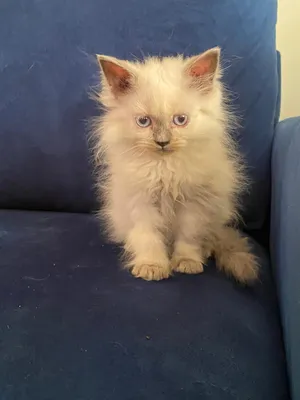 Himalayan2