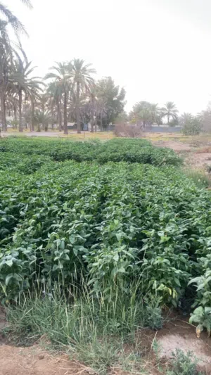 لوبيا عمانيه للبيع