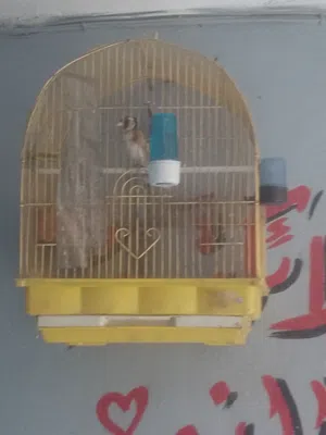 الله يبارك لصاحب النصيب حسون للبيع بداعي السفر