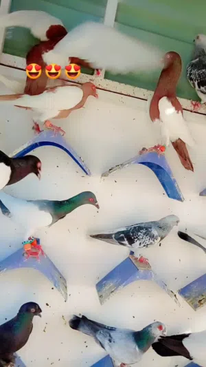 14 طير كش نخب  مخاليف  عمرهم اقل من سنه