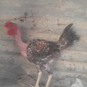 ديك ورد الباگله