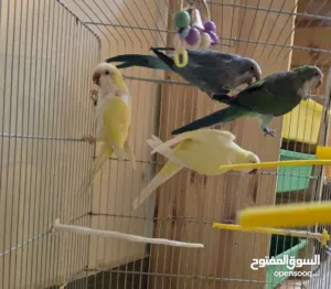 جوزين كويكر شغالات للبيع