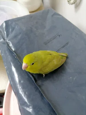 Parrotlet babi... Homebreed