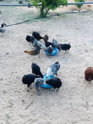 السلام عليكم متوفر دجاج للبيع