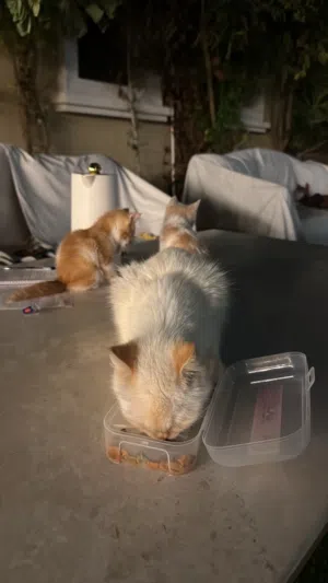 قطط للتبني