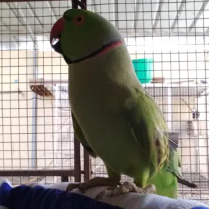 البلوشي 