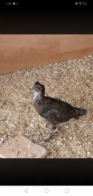 صيصان بلدي