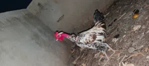 دجاج للبيع بسعر 45