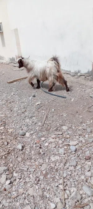 للبيع تيس فول سمنه