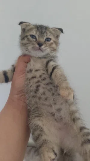 قطط للبيع اقل ف سوق