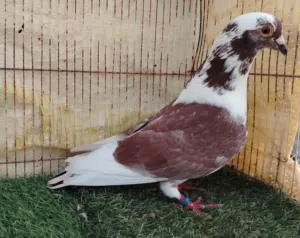 حمام لاحم الوزان