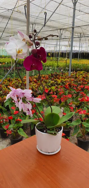 Premium Indoor Plants - Wholesale & Retail