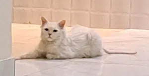 للتبني مجانا قط شيرازي ذكر 4 سنوات
