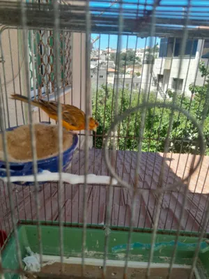 ذكرين كنار مواردي