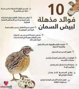 بيض طيور السمان