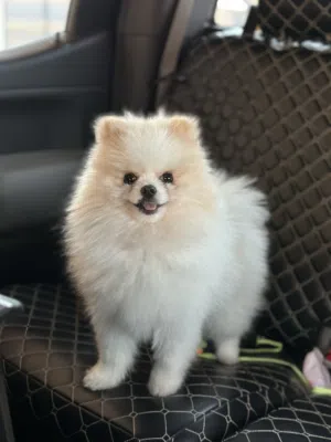 Pomeranian, Male, for Adoption