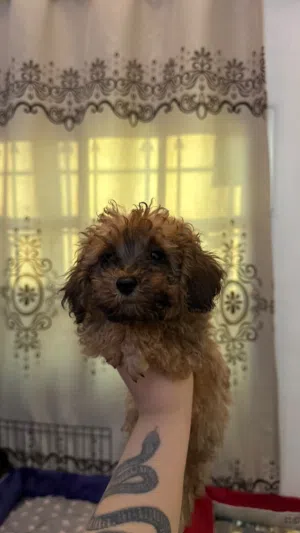 Adorable Toy Poodle Puppies Available