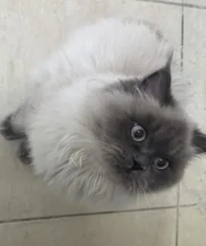 قط هملايا لطيف