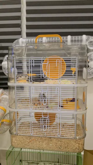 للبيع قفص هامسترات مع همسترات ملونه