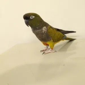 بغبغاء بدغوني أليف وصف مهم
