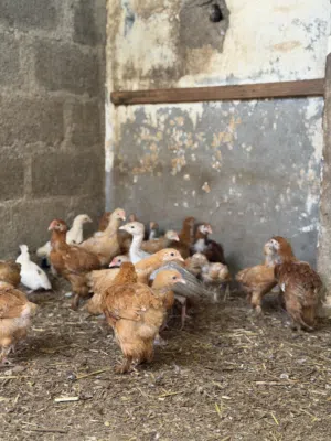 صيصان كوتشن العملاق بيور شوف الوصف