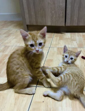 Kittens - for Adoption