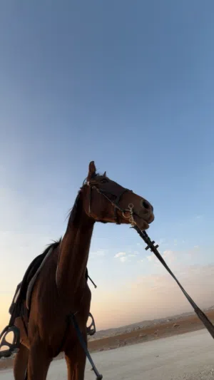 خيل إنجليزي خيل مرثون ما شاء الله وخيل عالي