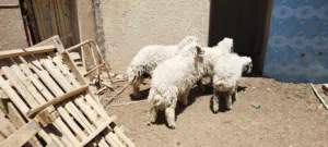 طليان سمان 3 ذكورة وحدة نثيه
