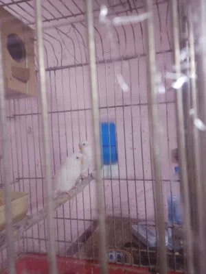 جوز حب ابيض