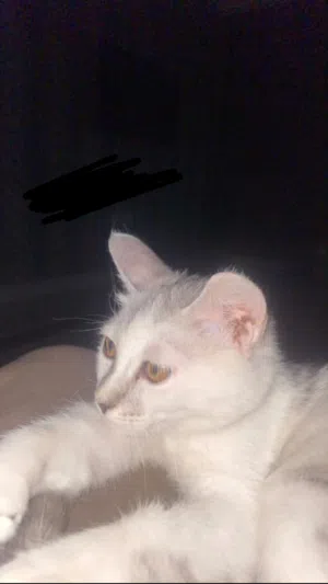 قطه شيرازيه مميزه انثى