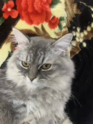 Persian cat cute