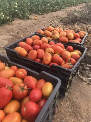حقل طماطم للبيع  ابين /  لودر  طماطم  جودة عالية   للبيع