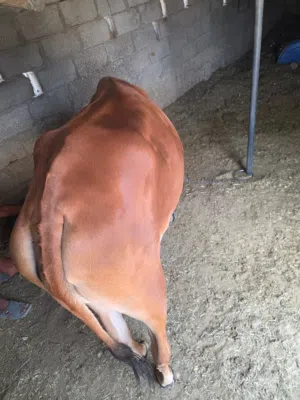 للبيع بقرة محليه فول سمنه